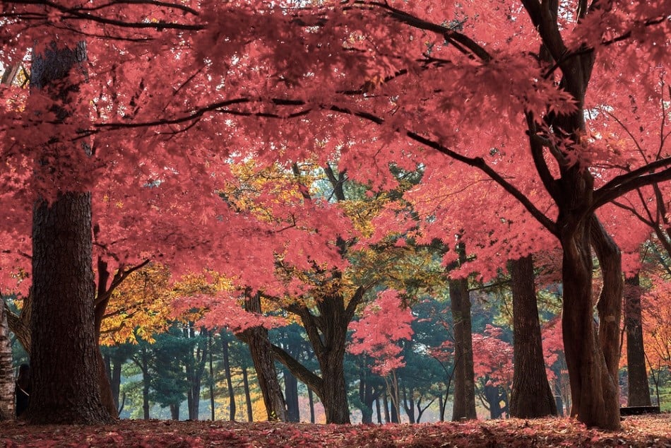 Lý do bạn nên đi du lịch đất nước Hàn Quốc vào mùa thu 3