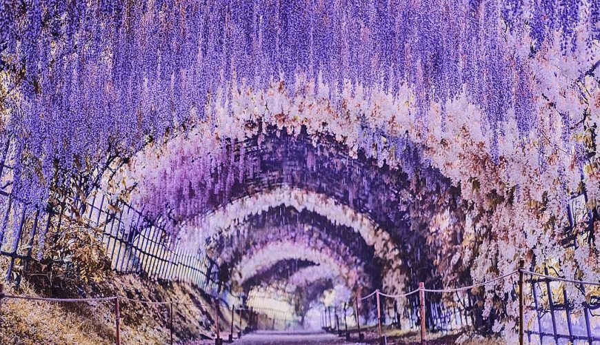Đường hầm hoa tử đằng đẹp nhất thế giới ở Nhật Bản 8