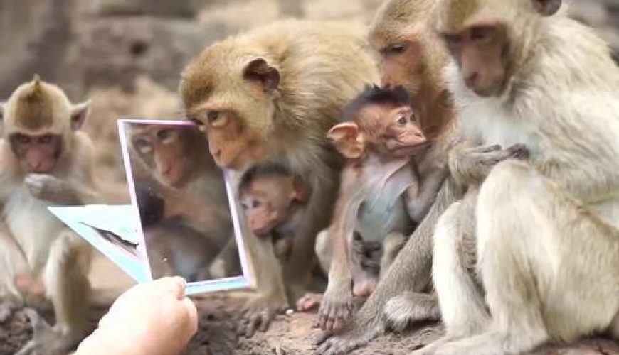 Du khách cho bầy khỉ thử soi gương ở Thái Lan 2