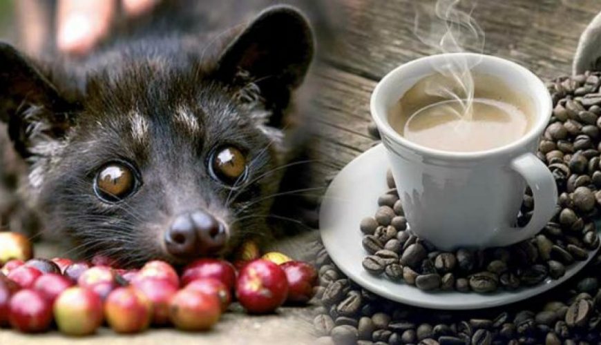 Kopi luwak - 'cà phê đắt nhất thế giới' ở Bali 11