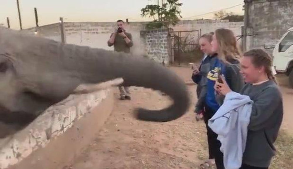 Phản ứng bất ngờ của voi khi bị khách Tây chụp ảnh 2